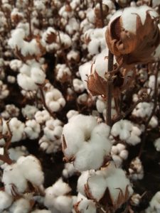 Saison des Abeilles coton biologique ecoresponsable vetements enfants