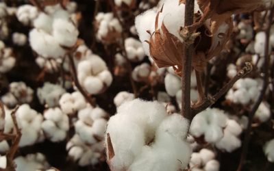 Le coton biologique et ses bienfaits sur notre belle planète !